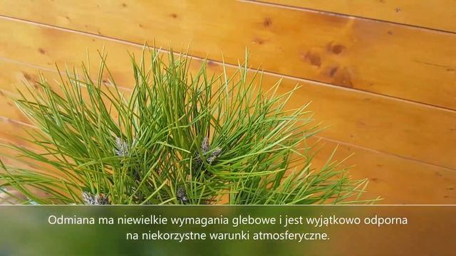 Sosna czarna- Pinus nigra 'Marie Bregeon' ᴾᴮᴿ - przedogródek, ogrody japońskie, opis i pielęgnacja смотреть онлайн