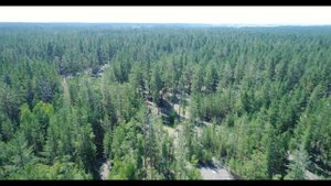 Уникальный ленточный бор с высоты