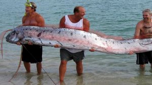 Интересные факты о рыбах, арапайма, скат манта, гамбузия