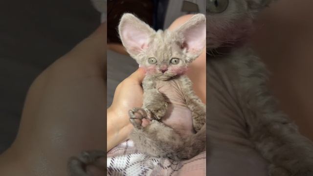 1000002081.mp4 смотреть онлайн