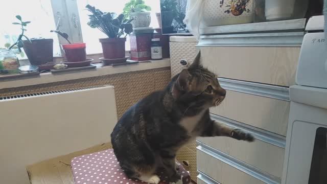 весёлый Тошка