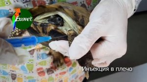 Черепахи. Инъекции, коррекция когтей