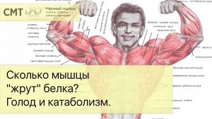 Сколько мышцы "жрут" белка? Голод и катаболизм. Протеин и его дефицит