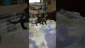 Сфинкс шипит на ориентала