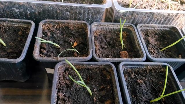 Лук ЭКСИБИШЕН-стрижка и подкормка рассады. Zwiebelsämlinge schneiden, füttern EXIBISHEN. смотреть онлайн