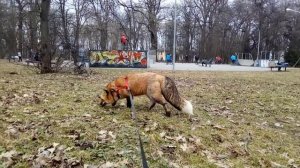 Домашние лисы: Основные сложности содержания