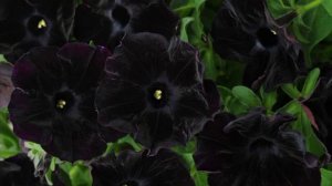 MAFFEI SI BLACK PETUNIA