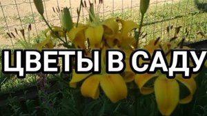 Цветы в саду