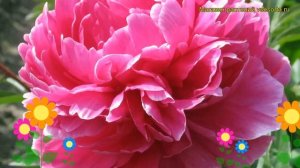 Пион молочноцветковый Ядвига. Краткий обзор, описание характеристик paeonia lactiflora Jadwiga