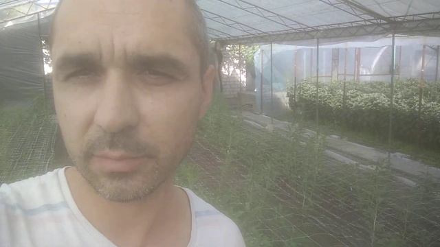 Альстромерия.На 1 Сентября.Выгонка. смотреть онлайн