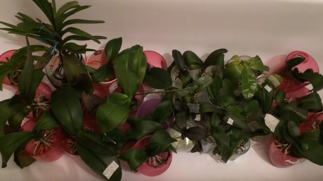 Теплый душ для орхидей фаленопсисов и ванд. Как я купаю свои орхидеи