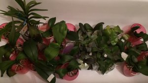 Теплый душ для орхидей фаленопсисов и ванд. Как я купаю свои орхидеи