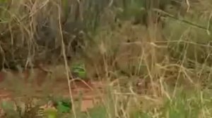 ВОЛНИСТЫЕ ПОПУГАИ В ДИКОЙ ПРИРОДЕ