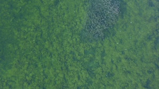 Атманай. Атманайская дамба. Рыбалка на пеленгаса. 7.11.2021. Шок контент. Миллионы рыб в стае. смотреть онлайн