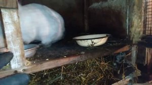 Забой кролика вторая серия 2022