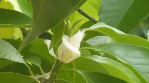 Michelia Alba - ดอกจำปี (White Champaka)