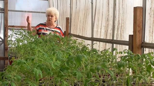 ПОРА СЕЯТЬ ТОМАТЫ ДЛЯ ПРОДАЖИ РАССАДЫ. Ольга Чернова.