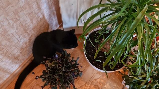 Уход за комнатными растениями.Весенняя пересадка обрезка омоложение растений.Веселый влог из Эстони
