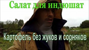 Картофель без жуков // Брама - первое яйцо // Индюшата без химии