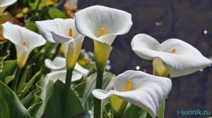 Белые каллы - толкование сонника