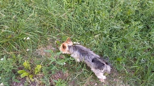 Наш друг соседский кот смотреть онлайн