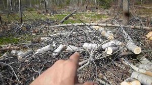 2 выезд в деляну, продолжаю заготовку дров, пришел в гости МАРАЛ.