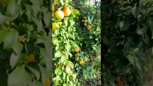 Слива Мирабель Обильный урожай/Бессарабия Украина