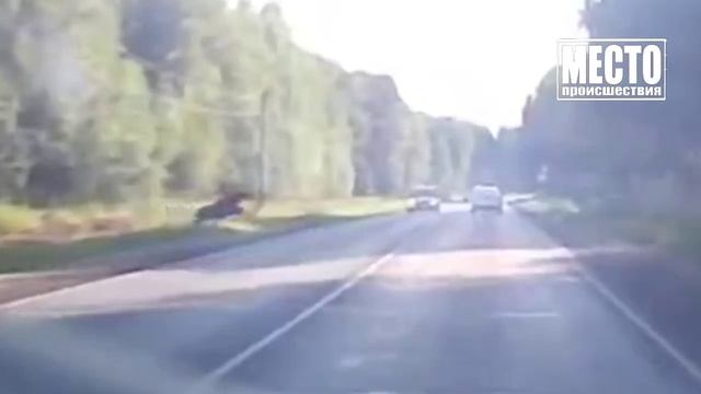 Лось выскочил, но обошлось