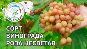 Сорт винограда Роза Несветая. Описание сорта винограда Роза Несветая.