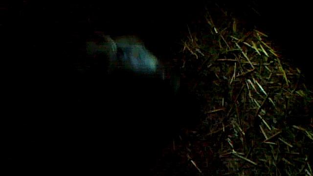 Раненный зверь на охоте, кабаны очень живучие. смотреть онлайн