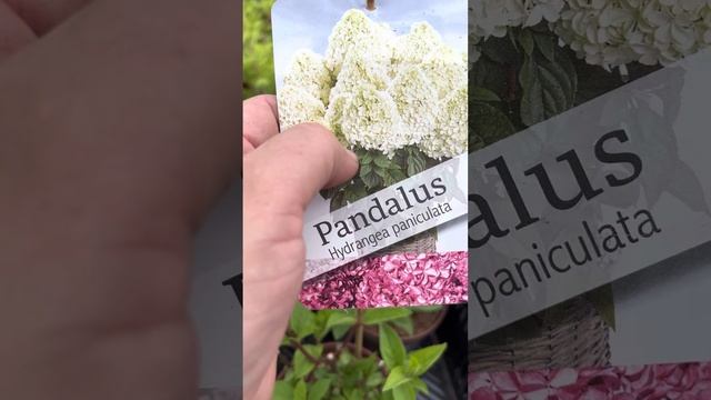 Гортензия из серии PAN- сорт Pandalus/Пандалус, Эксклюзив 2023, ☎️8-926-645-46-99 Андрей