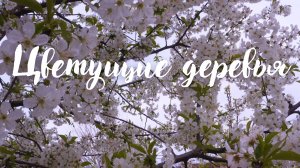 Цветущие деревья. Красивая музыка для души Эдгара Туниянца.