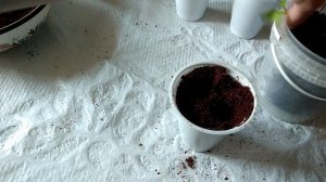 Готовлю кокосовый субстрат. Сею салат Айсберг. Пикирую перцы