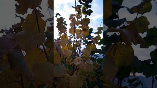 фундук Трапезуд в Курске 021122 смотреть онлайн