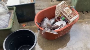 DALAHICAN FISH PORT of Lucena City | Biggest Seafood Market "Bagsakan" in Quezon Province!