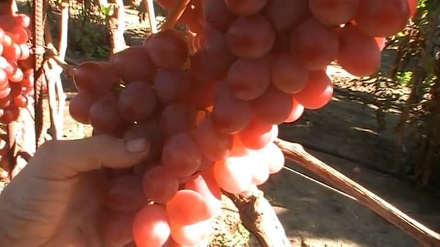 Урожай винограду 2018р. Сорта і Г.Ф:  Анюта, Румба, Благовіст, Надєжда Азос. смотреть онлайн