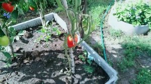 Томат Дамский угодник