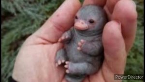 Как выглядит детёныш утконоса? Фото разных детёнышей.