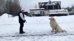 Пиренейская горная собака, питомник "Зуриона".