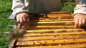 Замена матки на главный медосбор, с использованием потенциала обеих в общем гнезде.
