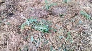 Случай Когда Срочно Нужно Высадить Клубнику После Томатов // Август 2022 г // С.Х.У