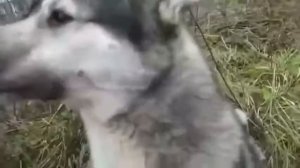 Это яйцо ты понимаешь? Его не надо охранять