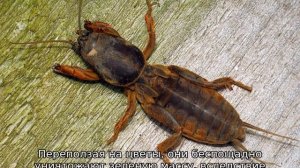 Вредители гладиолусов