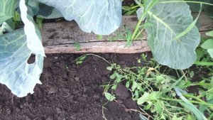 Кладу ВОЛШЕБНУЮ плитку прямо на землю ЖИТЬ КРАСИВО ПРЯМО СЕЙЧАС без затрат РЕЗУЛЬТАТ "До" и "После