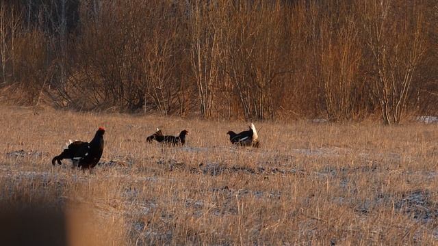 Тетерева токуют после снегопада смотреть онлайн