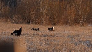 Тетерева токуют после снегопада