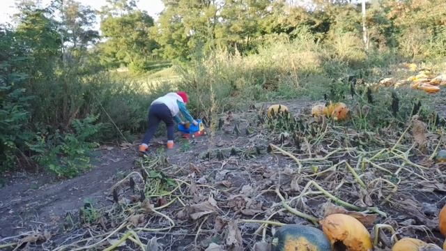 Гарбузи б'ємо, а кукуруза на умі смотреть онлайн