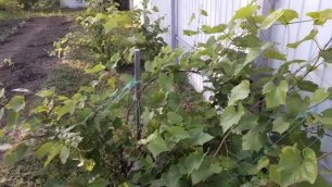 Выращиваем виноград на даче