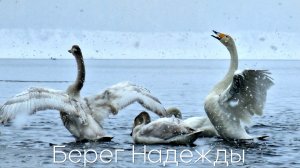 Берег Надежды