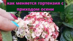 Как меняется гортензия с приходом осени. Обзор. Крупнолистная гортензия в кашпо.